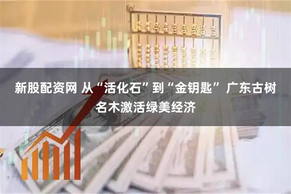 新股配资网 从“活化石”到“金钥匙” 广东古树名木激活绿美经济
